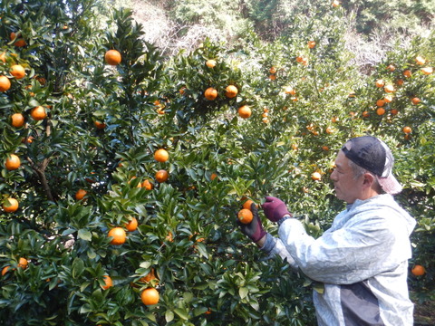 【甘いけど傷もの。訳あって家庭用】びわ屋のポンカン（千々ポンカン）5㎏でお届け