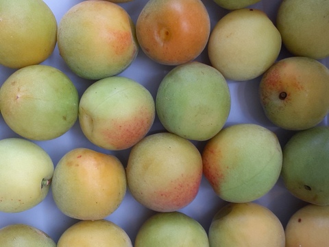 【南高梅】(2L)サイズ2㎏和歌山産「冷蔵便）