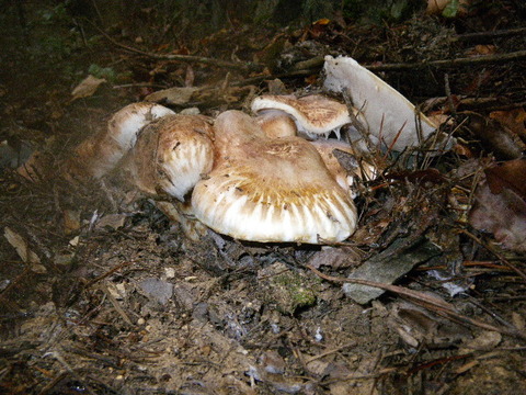 南信州産 松茸 ご家庭用 (300g)