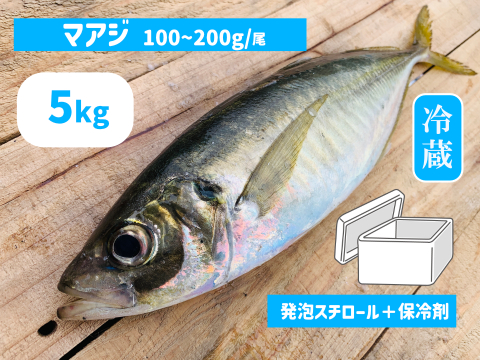 旬真っ盛り！マアジ５ｋｇボックス100~200g/尾【５月～期間限定・水揚げ無くなり次第終了】※下処理なし≪発泡スチロール箱≫