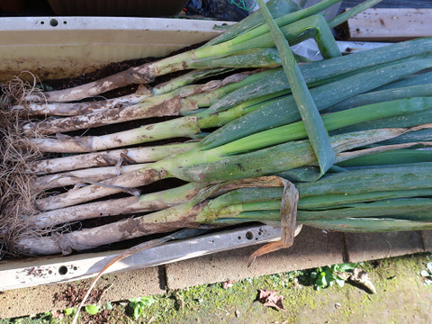 【随時発送】佐渡島の泥付きネギ 2.5kg！訳ありお徳用（曲がり・葉かれ・サイズ不揃い）ご近所でシェア！