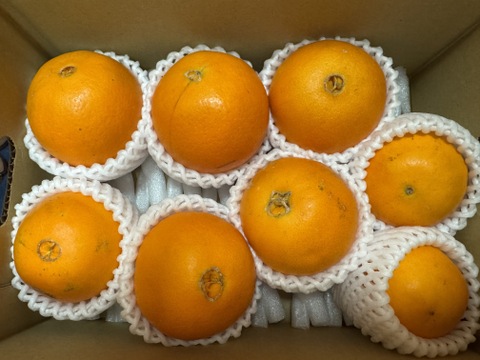 【アワード受賞】芳醇な味と香り 訳あり 白柳ネーブル 2kg サイズ混合 仲屋 海瀬農園