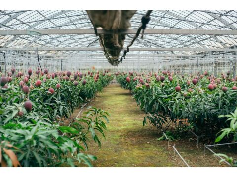 【夏ギフト】ぷすぷすマンゴー1キロ（2～3玉）