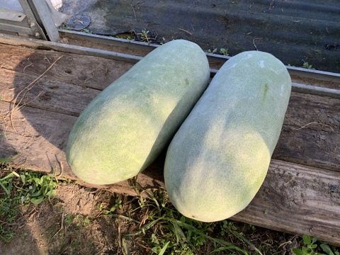 オクラ種15粒　冬瓜タネ15粒　トウガン　自家採種　収穫夏以降　農薬不使用 野菜と花の種・苗・緑肥の通販｜野菜作り・家庭菜園なら【清水屋