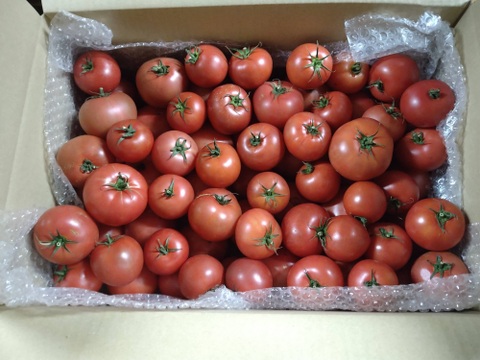 お得意様限定　規格外8kg