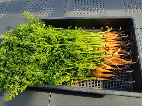 ✨【農家厳選】瑞々しさが自慢。毎日使える旬の野菜詰め合わせ（4～5品）✨