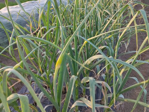 ✨希少！国産ニンニクの芽　約1kg✨採れたて直送｜やわらかく甘い春のごちそう🥬農薬・化成肥料不使用✨