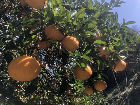 甘夏3kg(農薬・化学肥料不使用)＊房州産