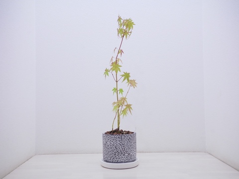 ミニ盆栽　【紅葉🍁ヤマモミジ×白花模様陶器】高さ47cm×横12cm