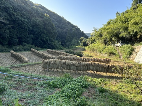 5年産天日干しヒノヒカリ　天草の山間地清流米(白米5キロ)