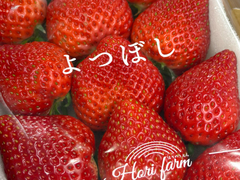 【四つ星級の甘さ】福岡県産よつぼし500g｜福岡県エコ農産物認証！