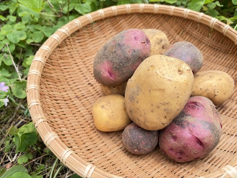 ホクホクも、しっとりも。長崎生まれの個性派じゃがいも食べ比べセット ３kg