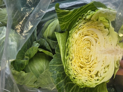 青森原産 野菜 キャベツ 30kg この値段今だけ！自然栽培キャベツ 3キロ：青森県産の野菜｜食べチョク