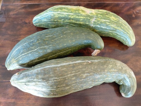 ラグビーボール状の北海道カボチャ【ながちゃん】７kg前後（３本）