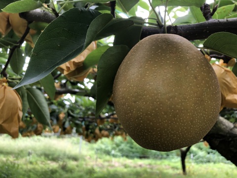 鳥取県産 王秋梨 ３キロ（５〜７玉）梨 japanese pear