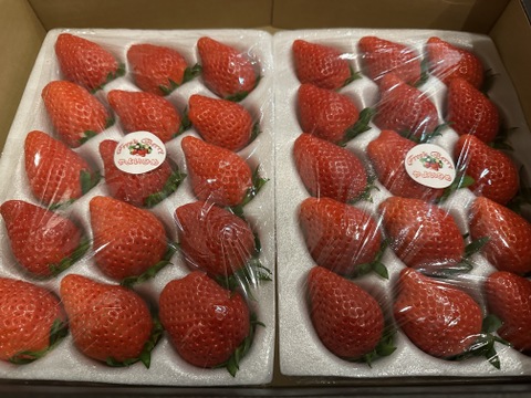 【３年連続金賞受賞！】やよいひめ 2トレー入り 約800g