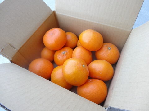 【３品種まとめ買い】「春妃柑（はるひかん）お試し品　約２ｋｇ、「石甘太（いしあまた）」お試し品　約２.２５ｋｇ、「蜜之望（みつののぞみ）」 お試し品　約２ｋｇの３箱セット