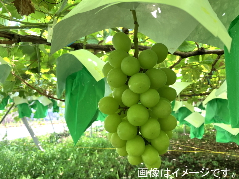 食べチョク登録記念
2025年限定山梨県産ゴールドシャインマスカット入りシャインマスカット約1.1kg~1.2kg　【ご家庭用訳あり】最終になります。美味しい食べ方や保存の仕方を同封します!