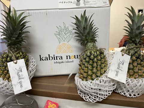 【糖度20度越え！】味に自信あり！ちぎって食べれる！【石垣島産】パイナップル ボゴールスナックパイン 3玉 2.5〜3.5kg