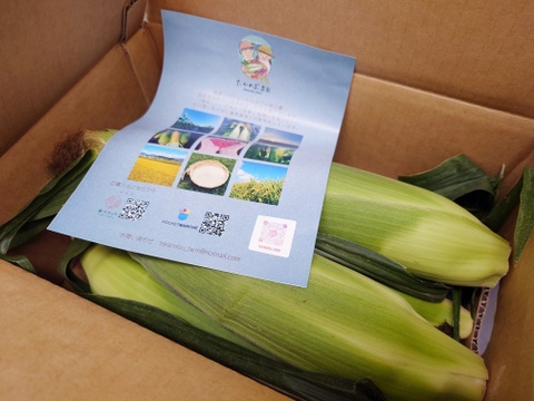 《フルーツのようなミラクルスイートコーン》味来　5本入り