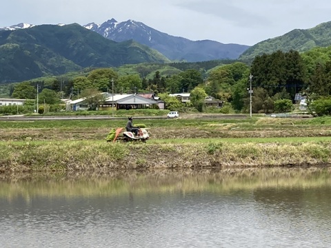 令和6年の新米(^^)清流育ちのおいしい一等米コシヒカリ