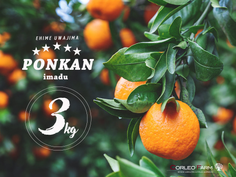 ★豊作セール★【爽やかな香りと濃厚なコク】熟成 今津ポンカンAセレクション（家庭用）2.5kg