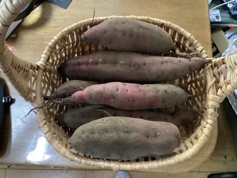 【栽培期間中農薬不使用・自然栽培】　サツマイモ　焼きイモ定番　紅あずま（3㎏）