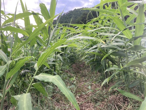 (出店キャンペーン)土付き囲い生姜1kg