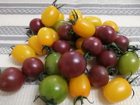 カラフルなプチトマトを集めました。
