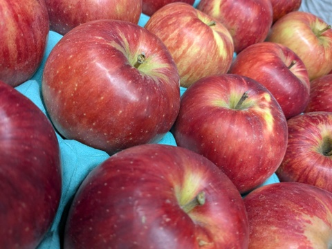 サンつがる🍎大中玉2.5㎏(8～12玉パック入り)