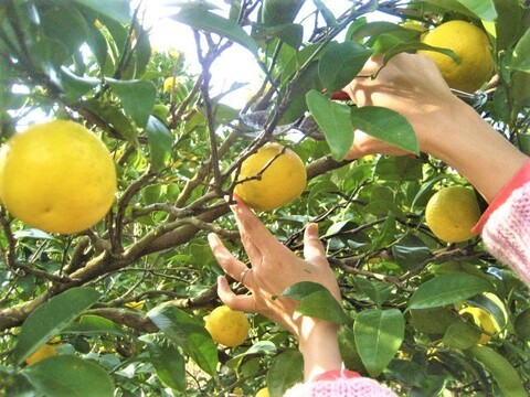 外皮は刻んでサラダに　アイスクリームに☆朝採り　ニューサマーオレンジ　×8キロ　【農薬・肥料・除草剤不使用】