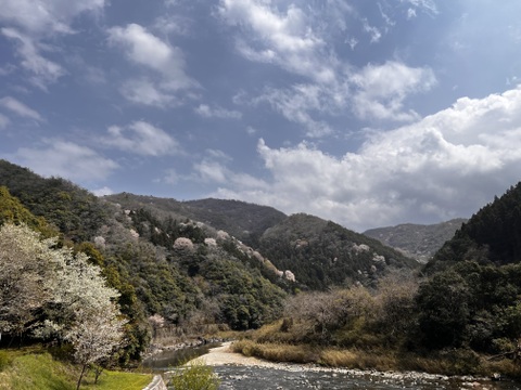 【福袋2025】野生日本蜜蜂　花粉蜜1個110g【非加熱の生はちみつ】🎉8周年記念スペシャルプライス🎉  人気の日本蜜蜂の花粉蜜4,260円→3,400円（800円OFF！）