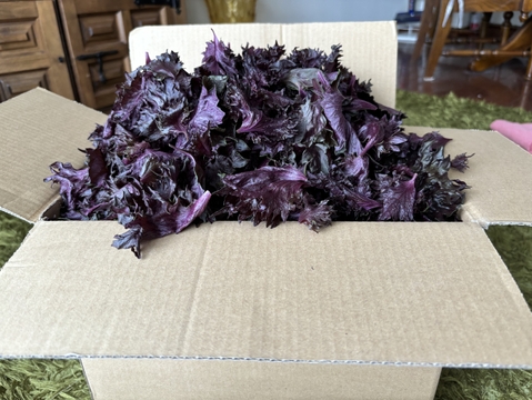 1.5kg【7月予約販売限定100 g以上増量】自然栽培の香る赤紫蘇！農薬不使用！朝採り新鮮！入るだけお包みいたします。6月下旬から発送