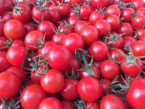 【1500g】名古屋の《秀甘》有機栽培オーガニックミニトマト【飯田農園】miuトマト🍅
