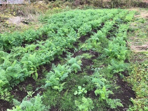富士山の麓で栽培しているため、葉っぱつきは霜が降りるまでの期間限定】すっきりした甘さで、シンプルな料理でとても美味しい人参！自然栽培　黒田五寸人参3kg 葉っぱつき！