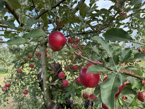 【お菓子づくりに！】山形県産りんご紅玉訳あり家庭用箱込5kg（15〜30玉）