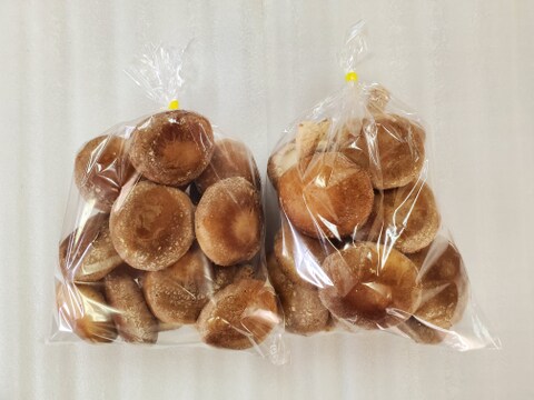 極厚！食べ応えあり！肉厚しいたけ（菌床）　1ｋｇ