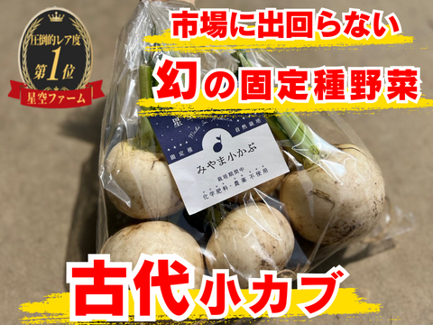 🫜 消化にやさしい野菜No.1 クラス🫜古代小かぶ🫜まさに『食べる漢方』☆古代種ブランド野菜【農薬不使用】【化学肥料不使用】【品種改良なしの固定種】お試し約1㎏【5月中旬予約】