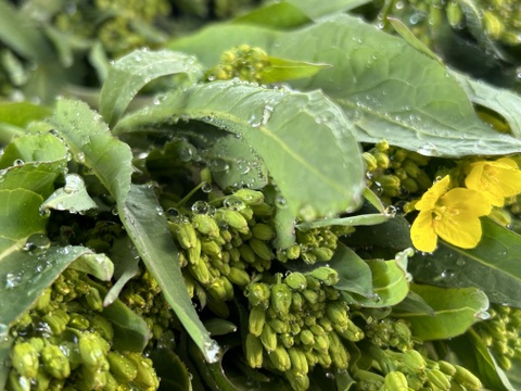 4P[信州産]サラダや漬物でも！野沢菜の菜花