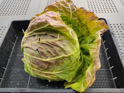 ✨農薬・化成肥料不使用✨芽キャベツ約200g＋キャベツ1玉＋スティックセニョール約400g🌱冬のあったか食卓セット😊