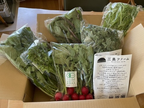 採れたて葉物野菜セット！サラダやスムージーに♪：島根県産の野菜
