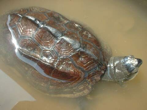 発想の転換たにし活用で栽培期間中農薬不使用　玄米