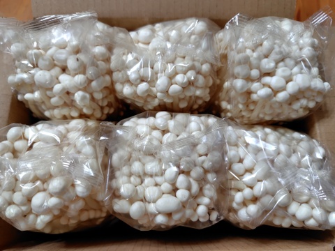 【ジャキジャキッ！】こだわり鮮度のえのき茸（6株）