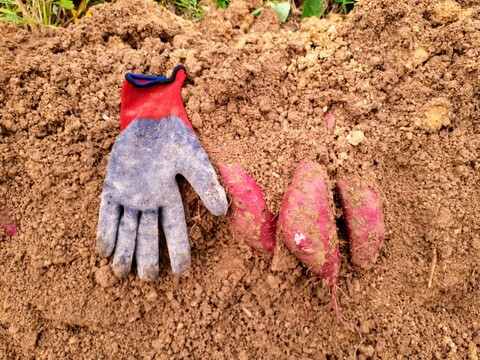 絹の様な滑らかさ！サツマイモ「シルクスイート」1.5kg