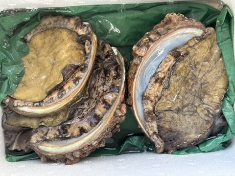 【極旨】青森県産 天然アワビ1kg！海の宝石を贅沢に堪能！