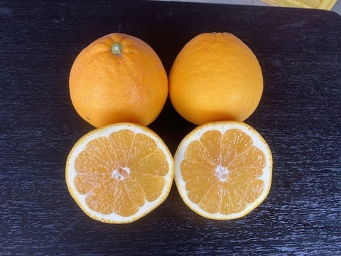 河内晩柑（美生柑）3.5㎏