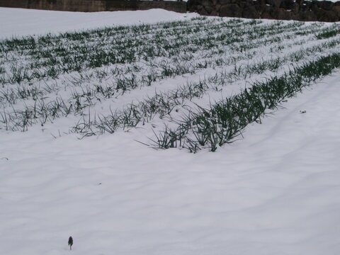 シャキシャキ！甘くて食べやすいたまねぎ バラサイズ(１０㎏)