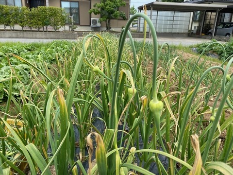 農薬・除草剤・化学肥料不使用 にんにく 芽 蕾 5本 メール便