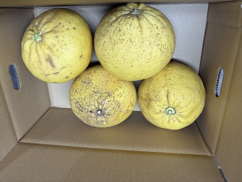 佐賀県太良町産紅まど小さめ2㎏家庭用（3～5個）