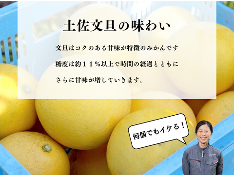 【家庭用7kg】濃厚でジューシー！南国高知の特産みかん「土佐文旦」柑橘みかん　オレンジ